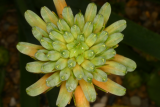 Aloe ecklonis RCP7-06 181.jpg